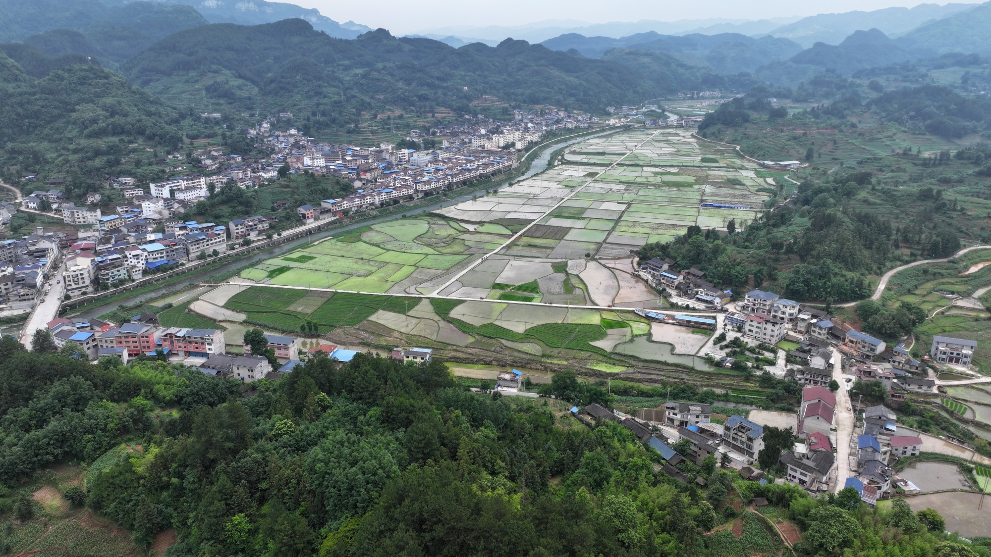 贵州黄平:秧苗移栽绘就乡村振兴新"稻"路