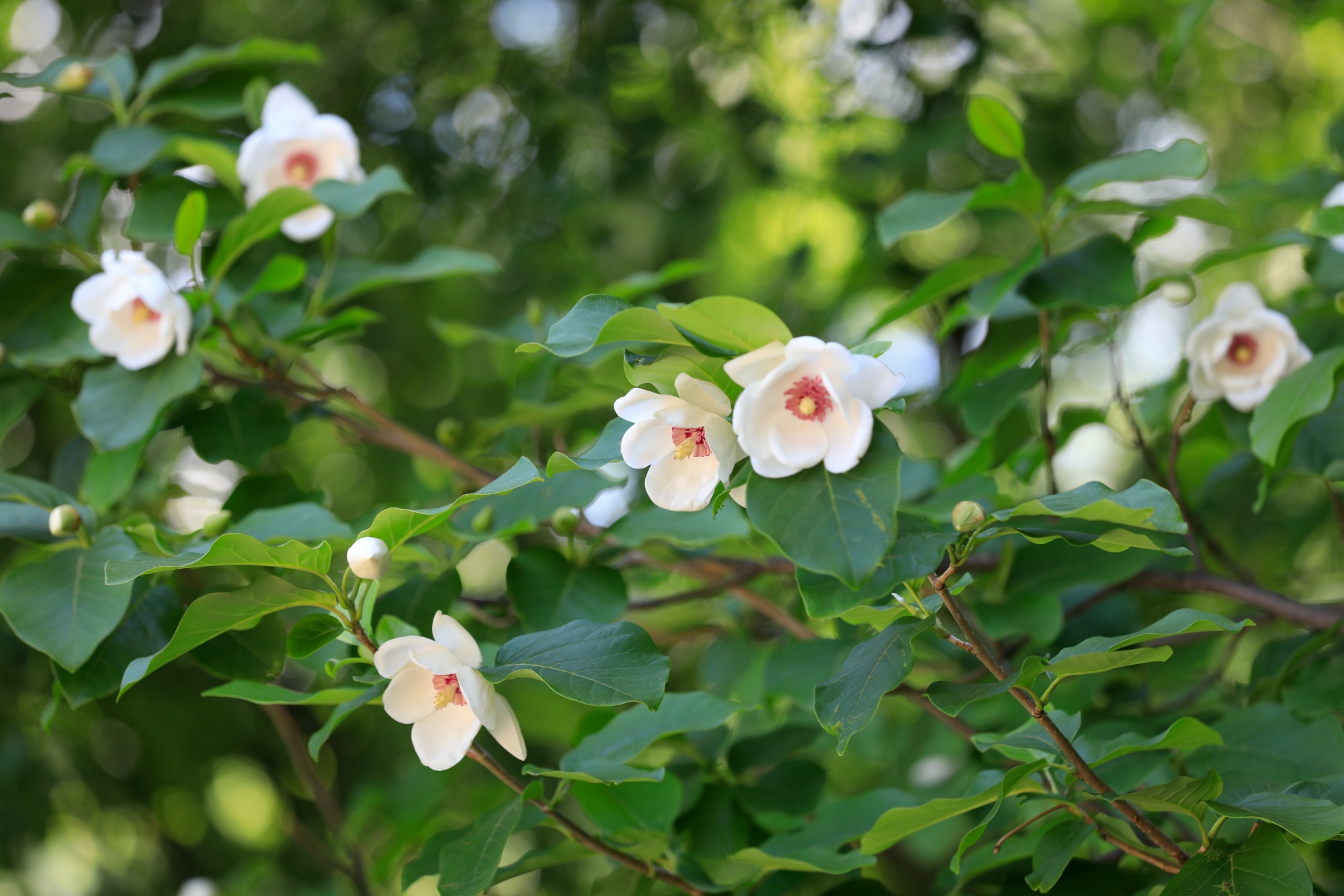 河北宽城:天女花开散芬芳
