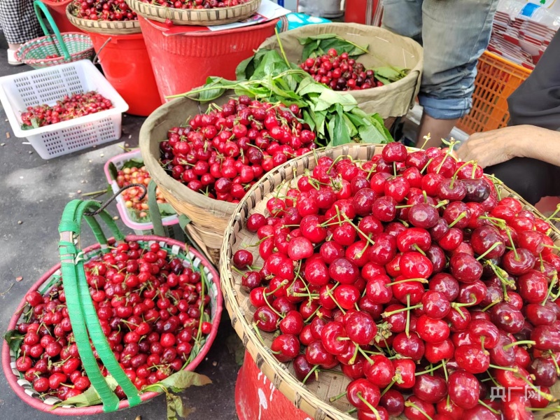 汶川：高山甜樱桃丰收“吸粉”无数 “采摘游”经济蓬勃发展
