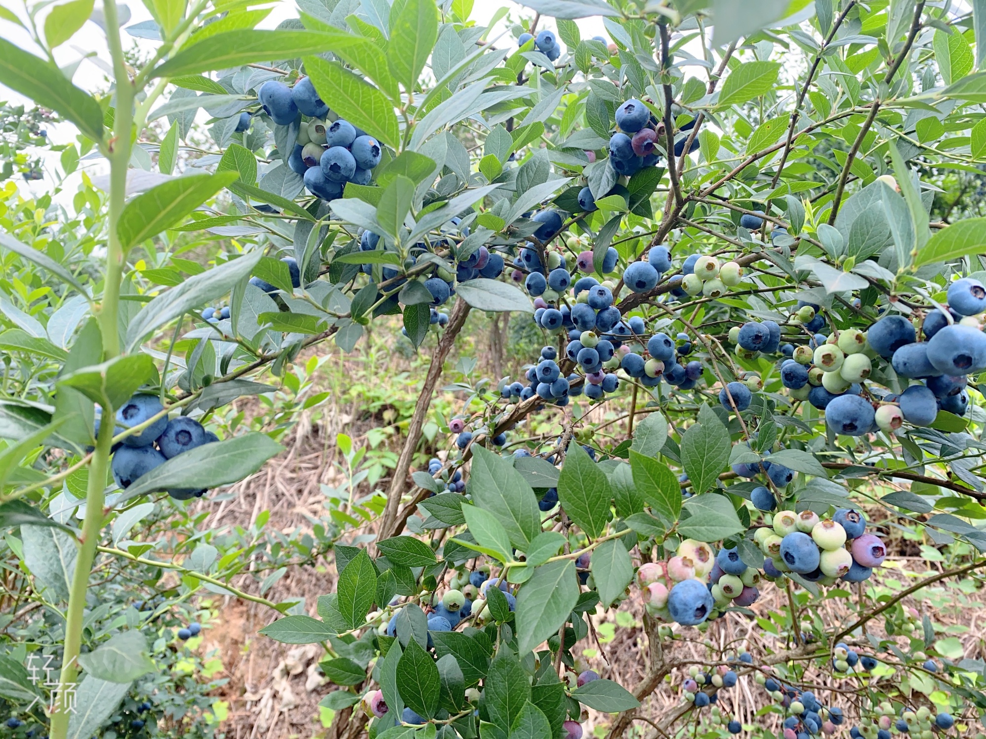 贵州黄平:打造乡村品牌振兴"强引擎"