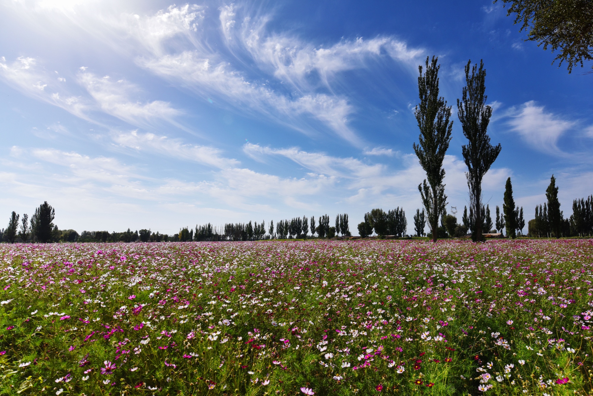 桃源小镇风景如画(玉门市委宣传部供图)近年来,黄闸湾镇以花为媒,大力