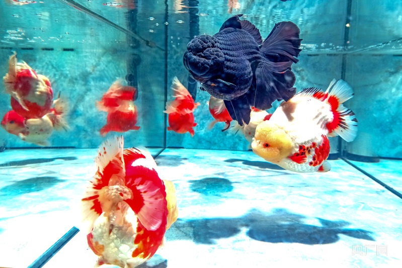 第七届金鱼大赛开幕  608尾优质高端金鱼亮相福州