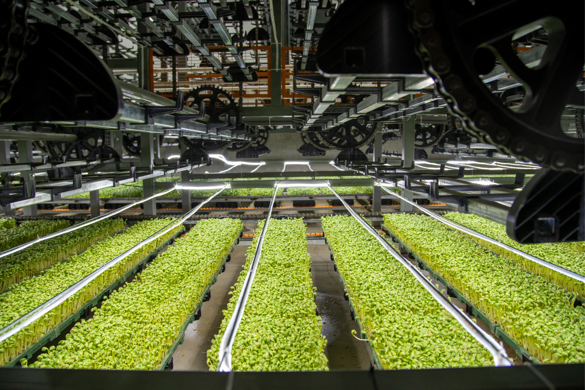 河北阜平:科技助力 芽苗菜生产赋能乡村振兴