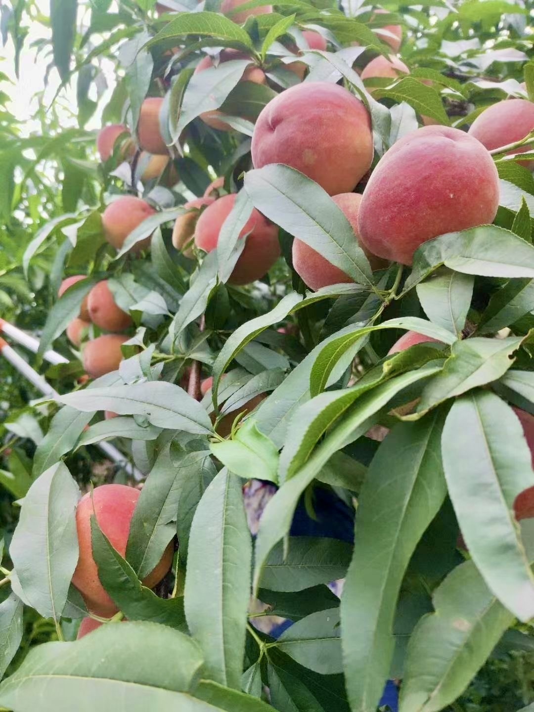 爽脆为主,但同样味甜多汁,一口入嘴,满嘴桃香