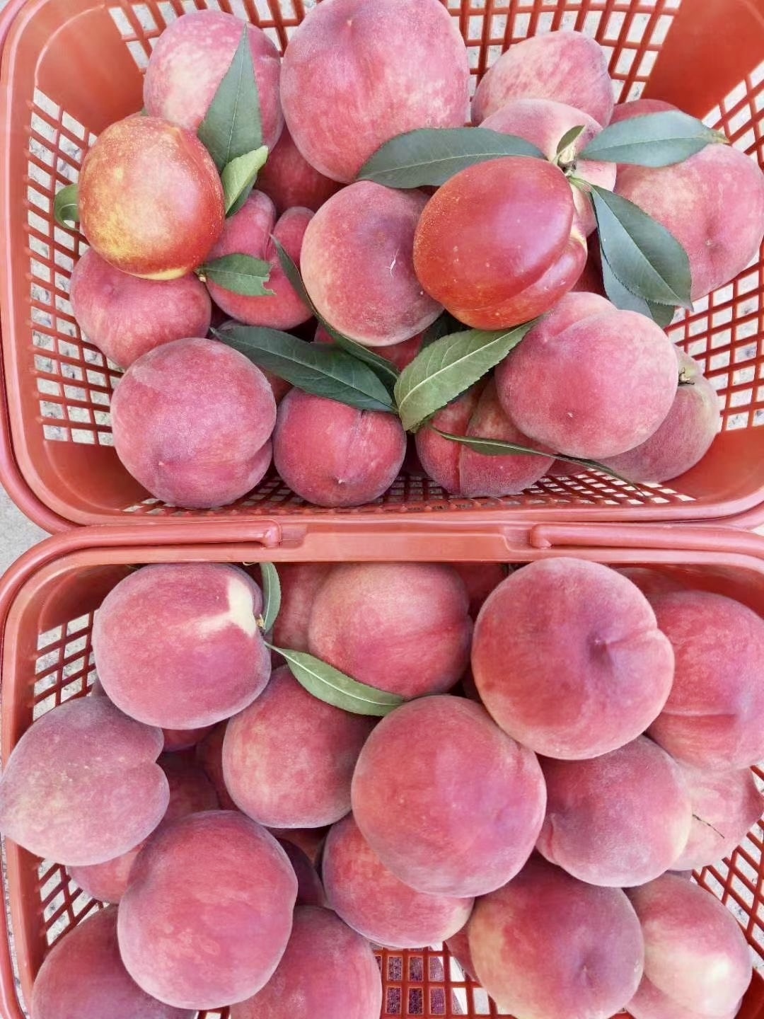 贵州金沙:初夏水果采摘季 白桃甜蜜上市