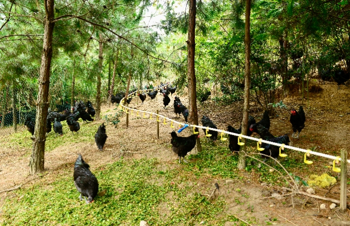 根据饲养时间,基地将黑鸡养殖区域划分为十个养殖小