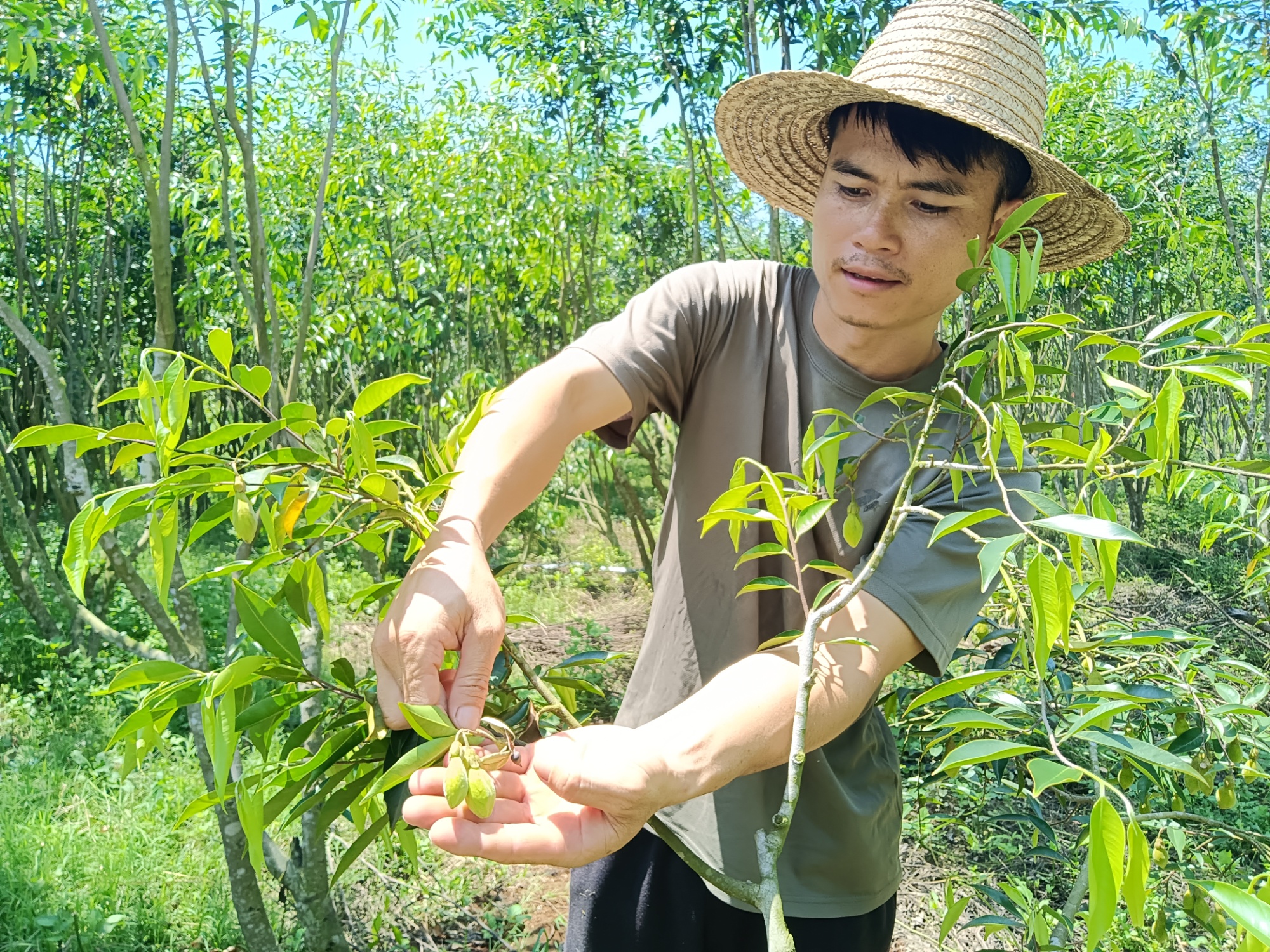 潮起海之南丨沉香产业助力海南临高乡村振兴
