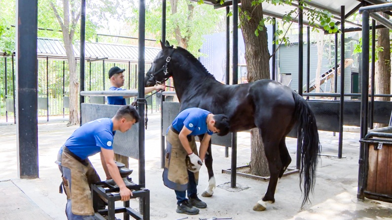康复管理中心马匹繁育实验室,动物医学专业出身的张森是这里的繁育师
