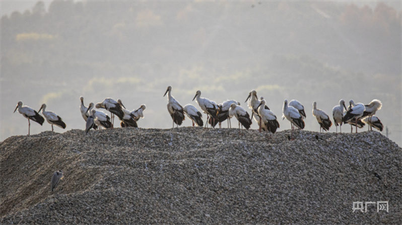 世界环境日｜从到访丹江湿地的鸟中“国宝”  见证水源地生态环境的稳中向好