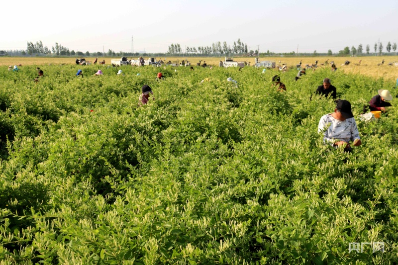 献县金银花进入采收期(央广网发  彭锦帅  摄)近年来,沧州市献县调整