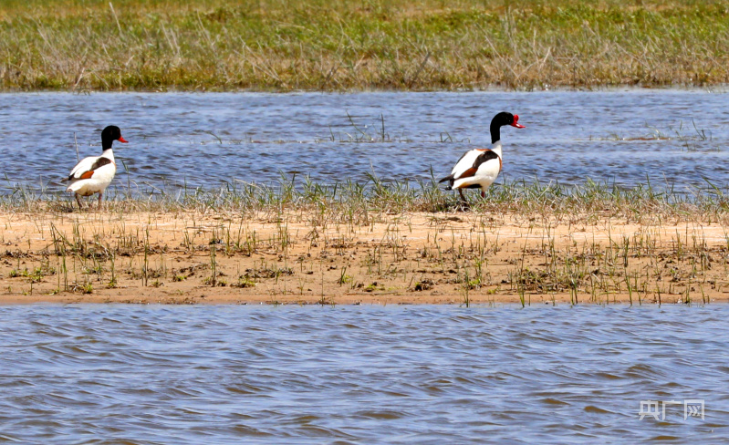 魏全民  摄)在漫长的岁月里,内蒙古通辽市奈曼旗始终坚持对孟家段,老