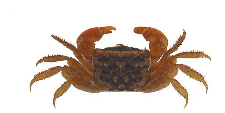 海南省发现2个蟹类新记录物种