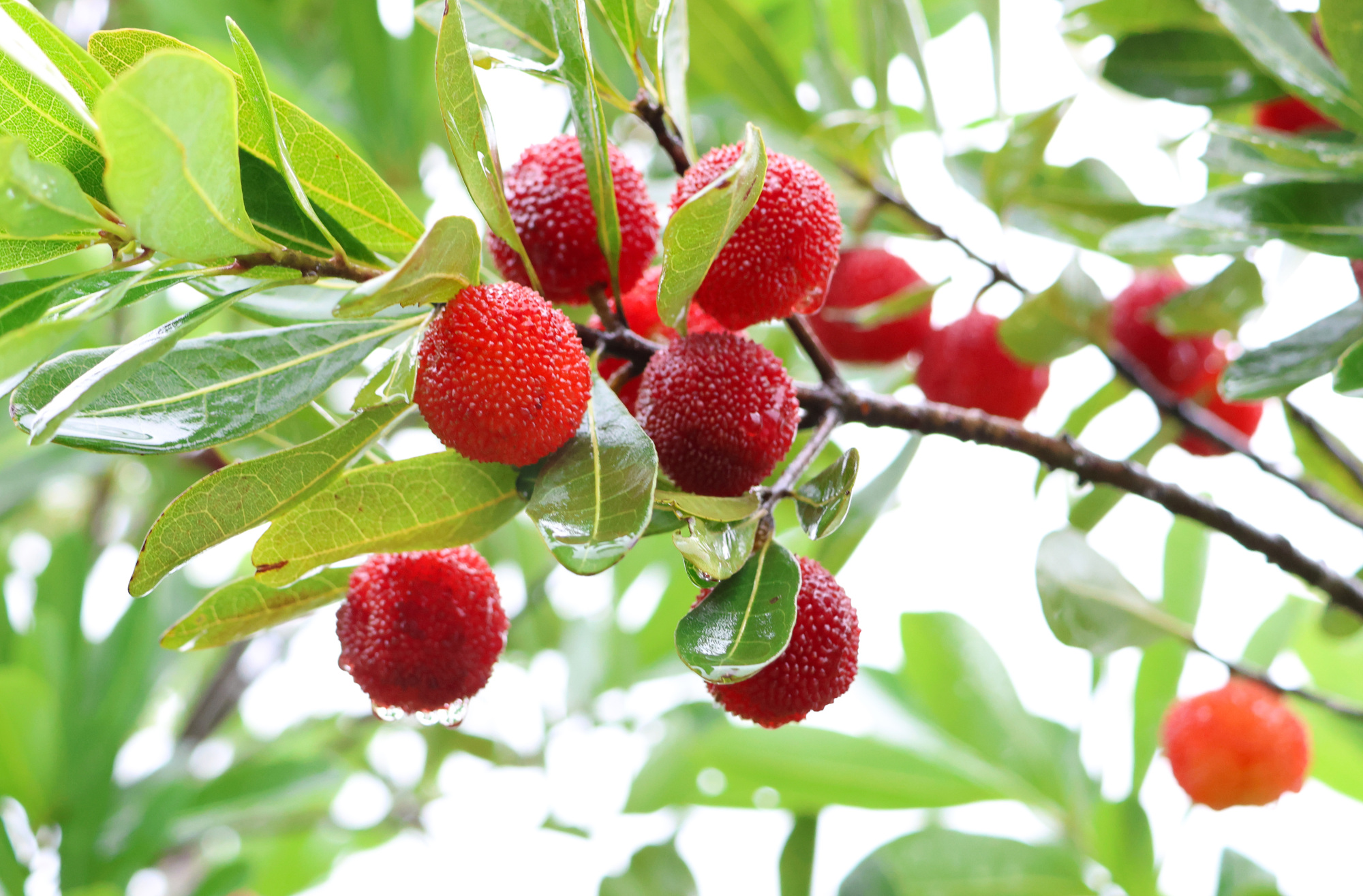 杨梅红满枝!快来贵州独山品尝夏日的第一抹酸甜