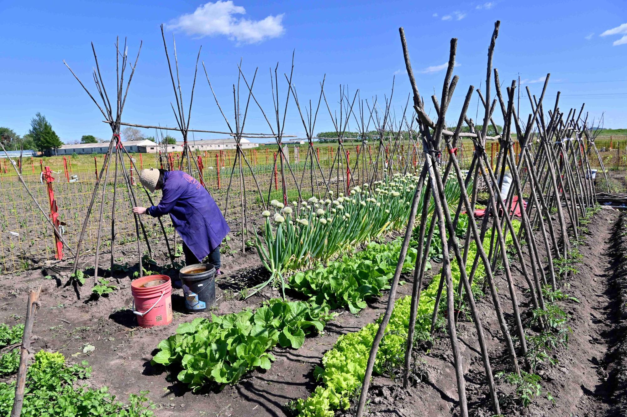 梧桐河农场:菜园变身致富"增收园"