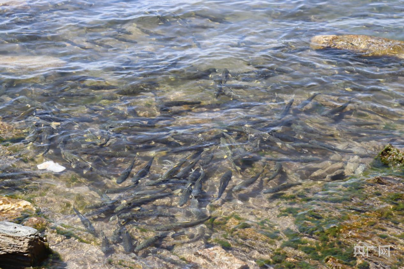 青海刚察:共筑生态屏障 守护湟鱼家园