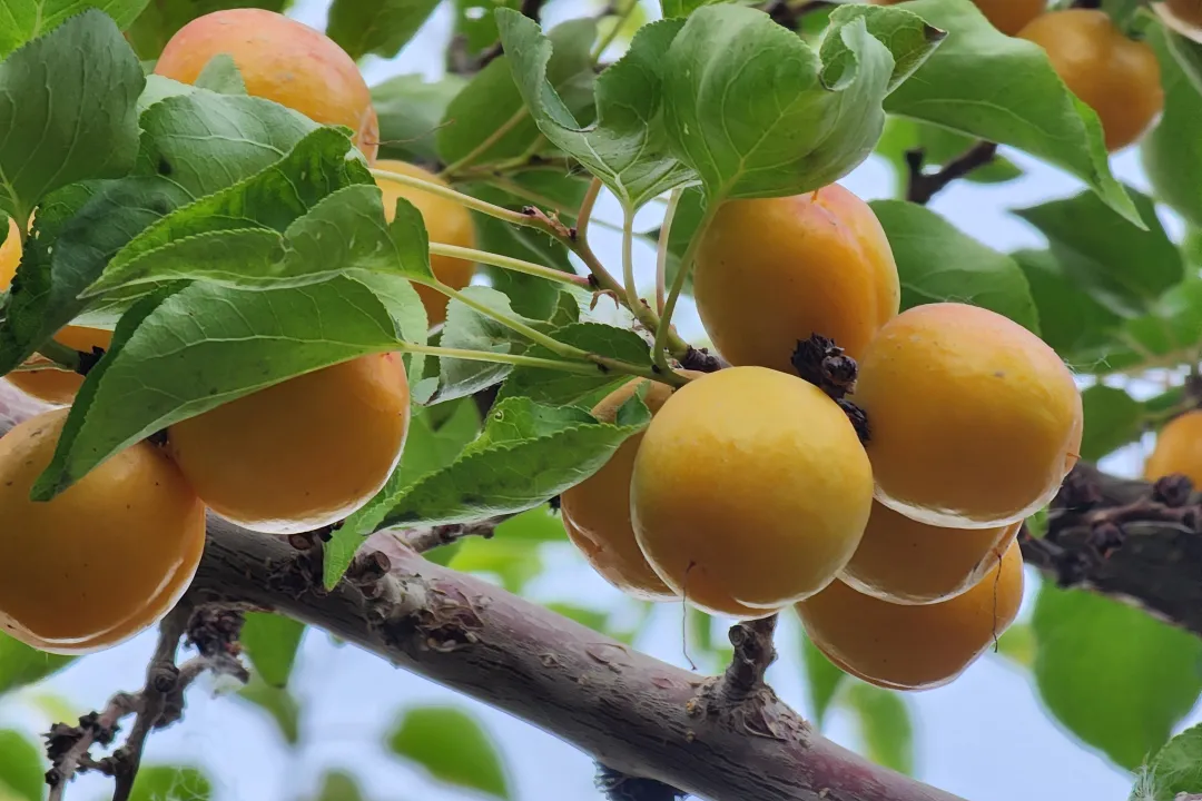 库尔勒:杏子飘香季 美味满枝头