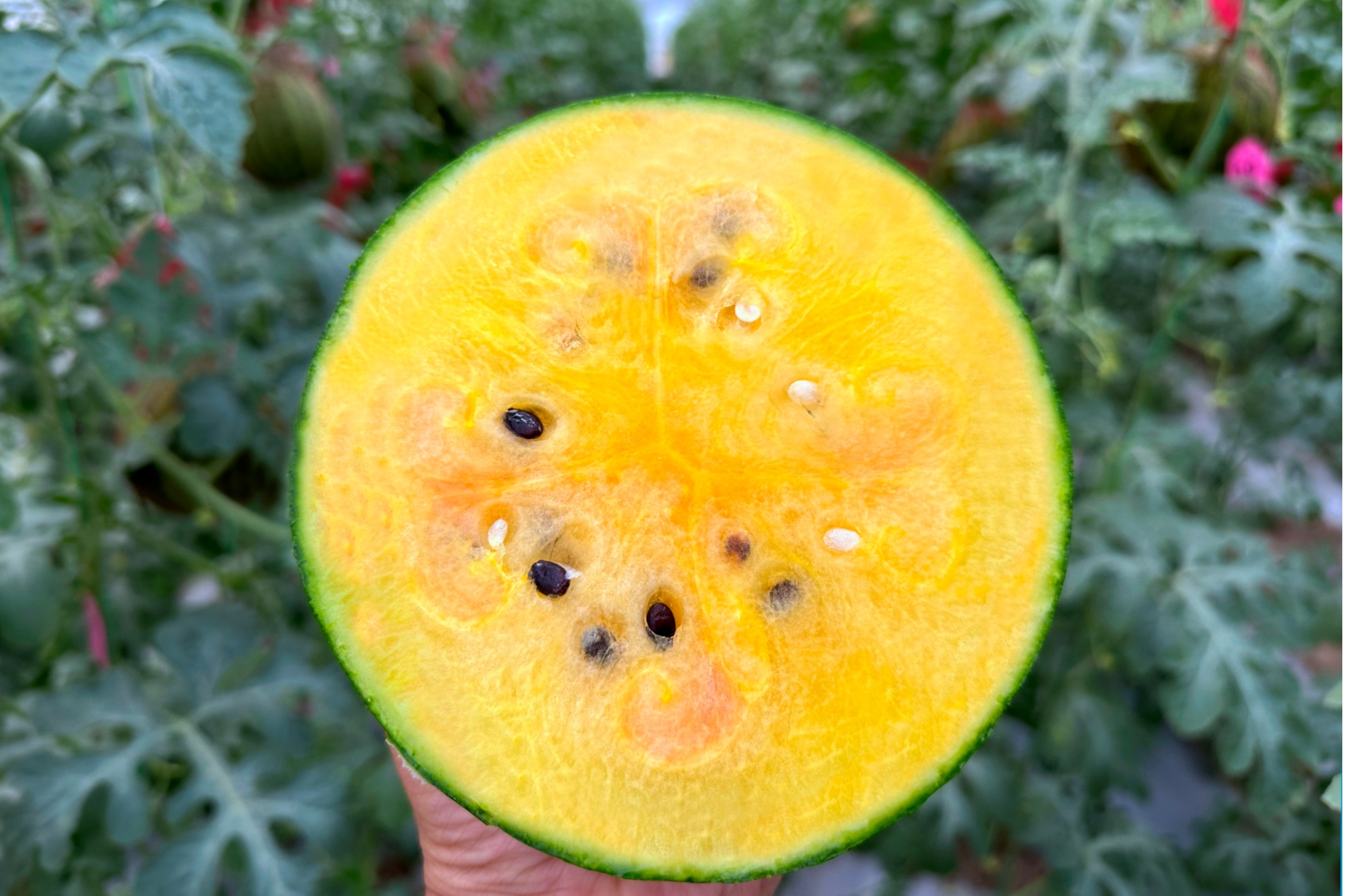 宁波宁海:数智化赋能  首批彩虹吊瓜"甜蜜"上市