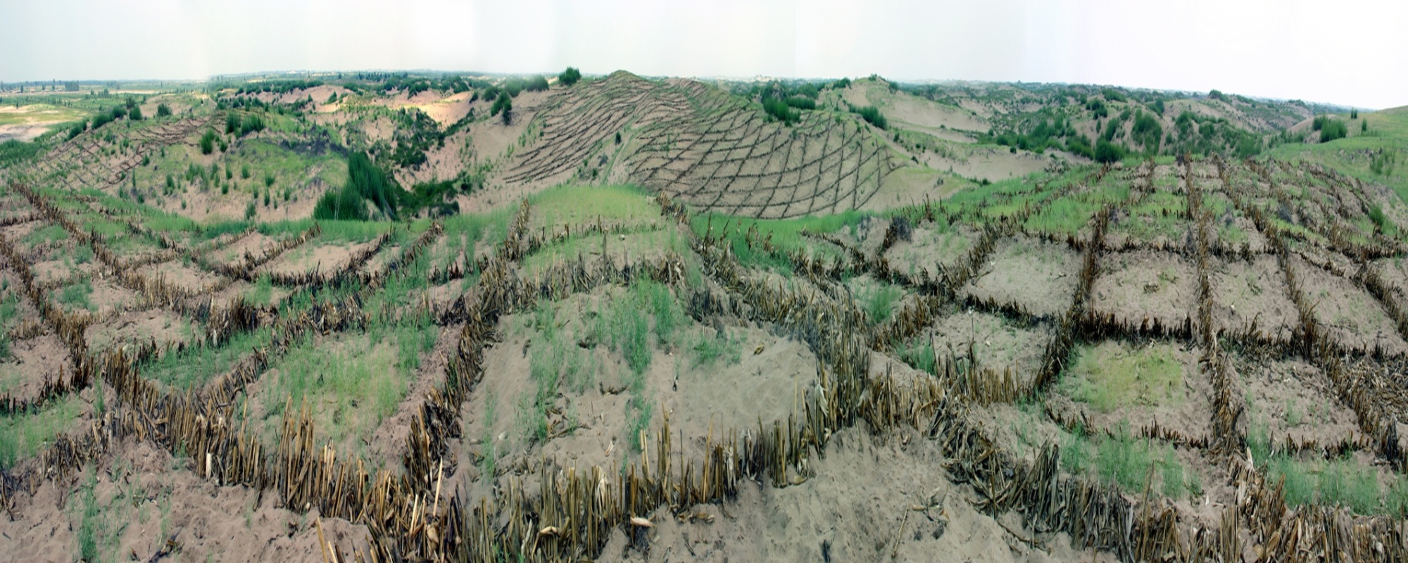 "沙窝窝"变成了"金窝窝"