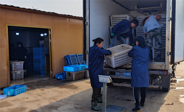 连云港灌南:7万亩小龙虾高价供应端午市场