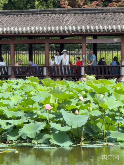 夏至未至 重庆龙头寺公园"小荷才露尖尖角"