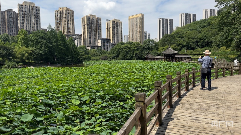 夏至未至 重庆龙头寺公园"小荷才露尖尖角"