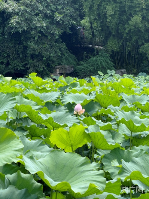 夏至未至 重庆龙头寺公园"小荷才露尖尖角"
