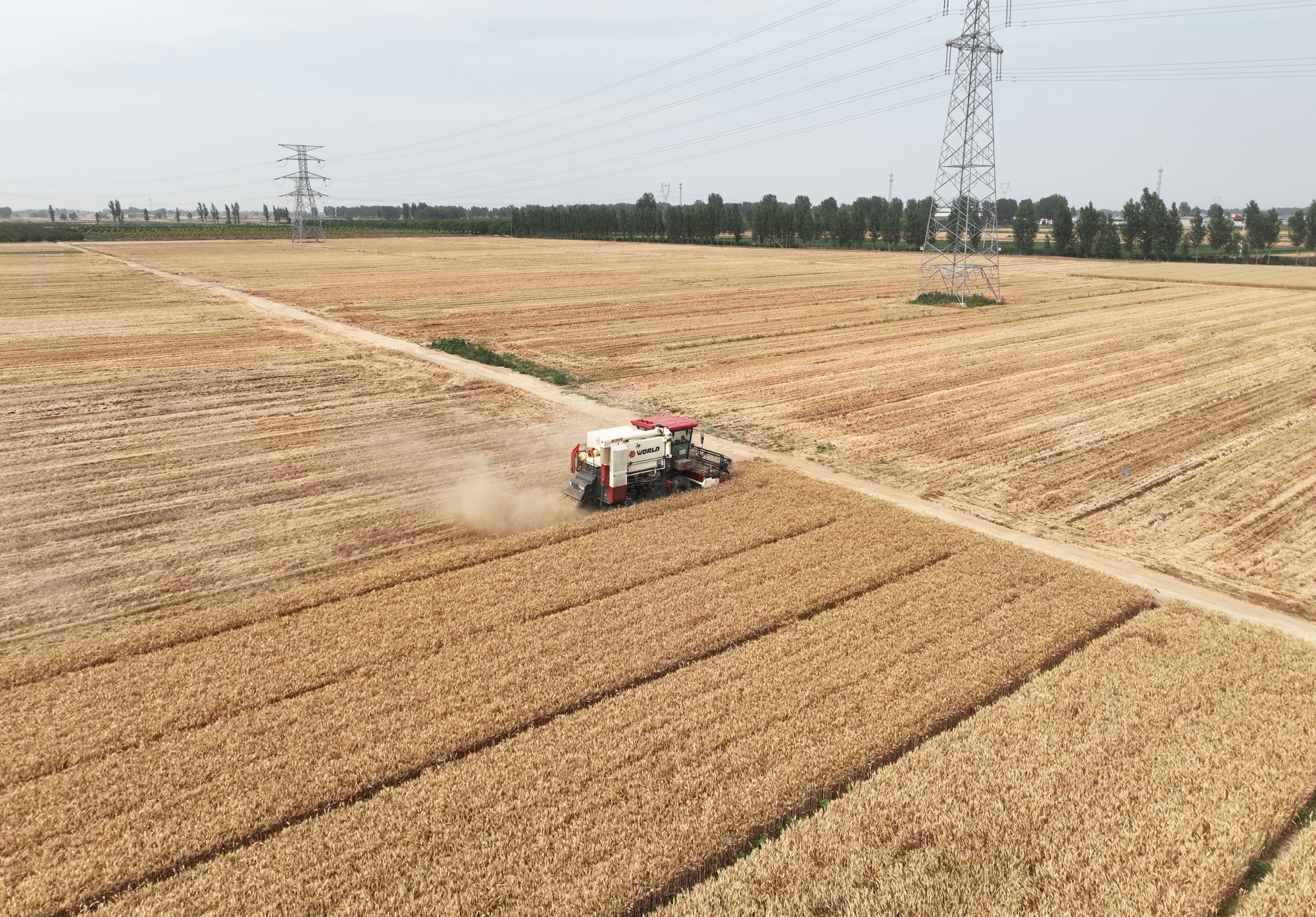 河北高阳:全力以赴战三夏 确保27万余亩小麦颗粒归仓