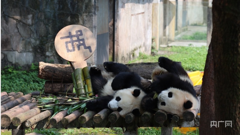 重庆大熊猫“渝可”“渝爱”成为国际技能大赛“迎宾大使”_央广网