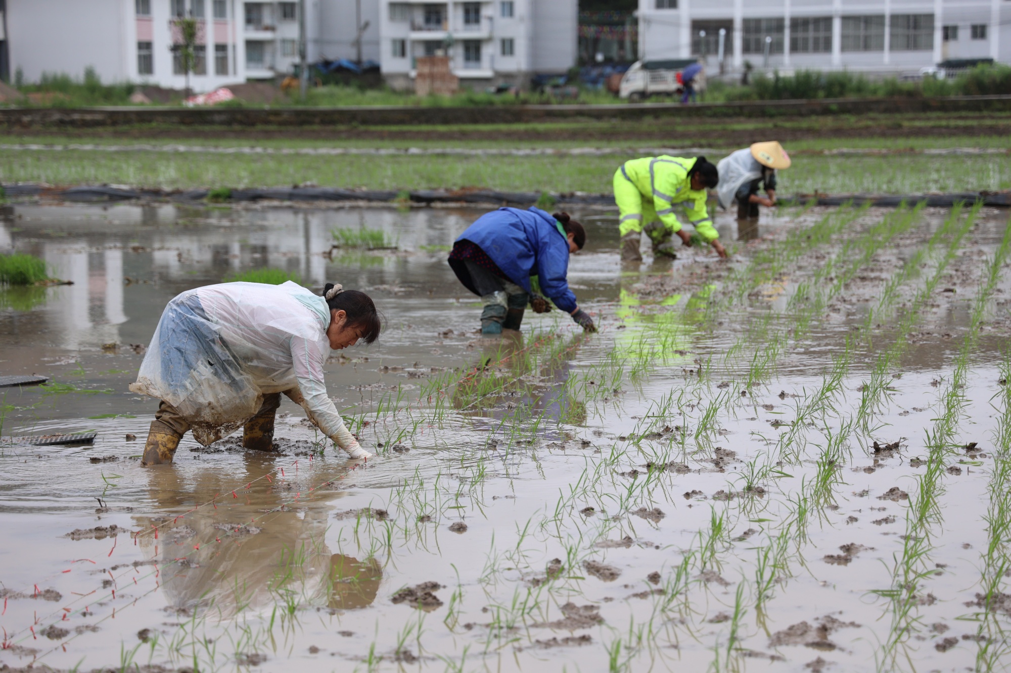 贵州麻江:农技服务到田间 科技赋能水稻种植