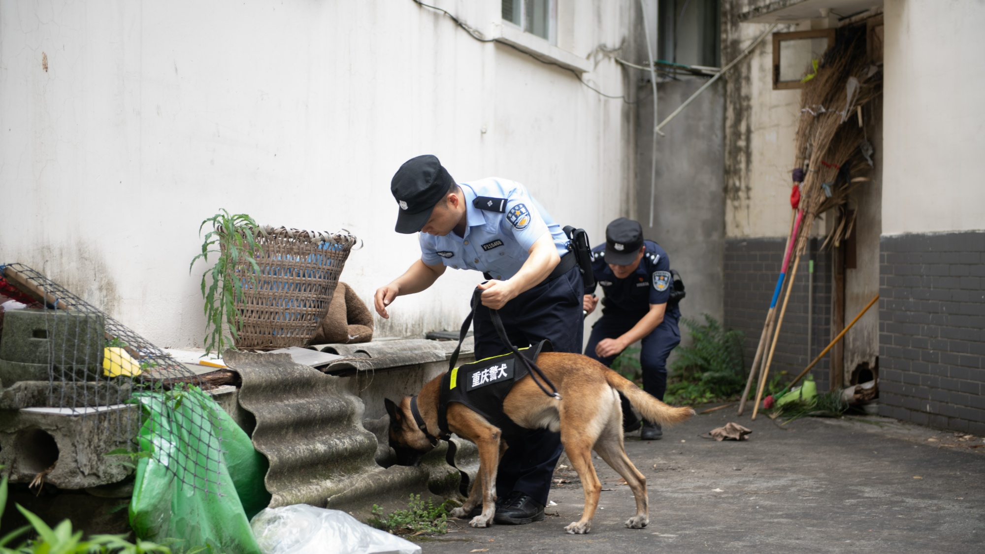 北碚公安：加强警犬实战化训练