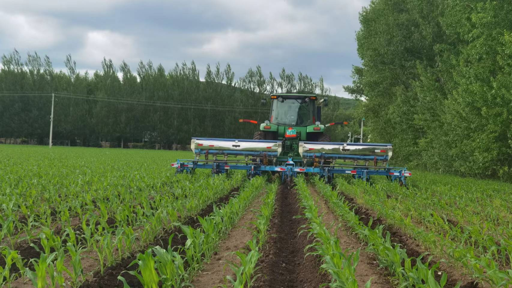 勤得利农场:玉米中耕促丰产