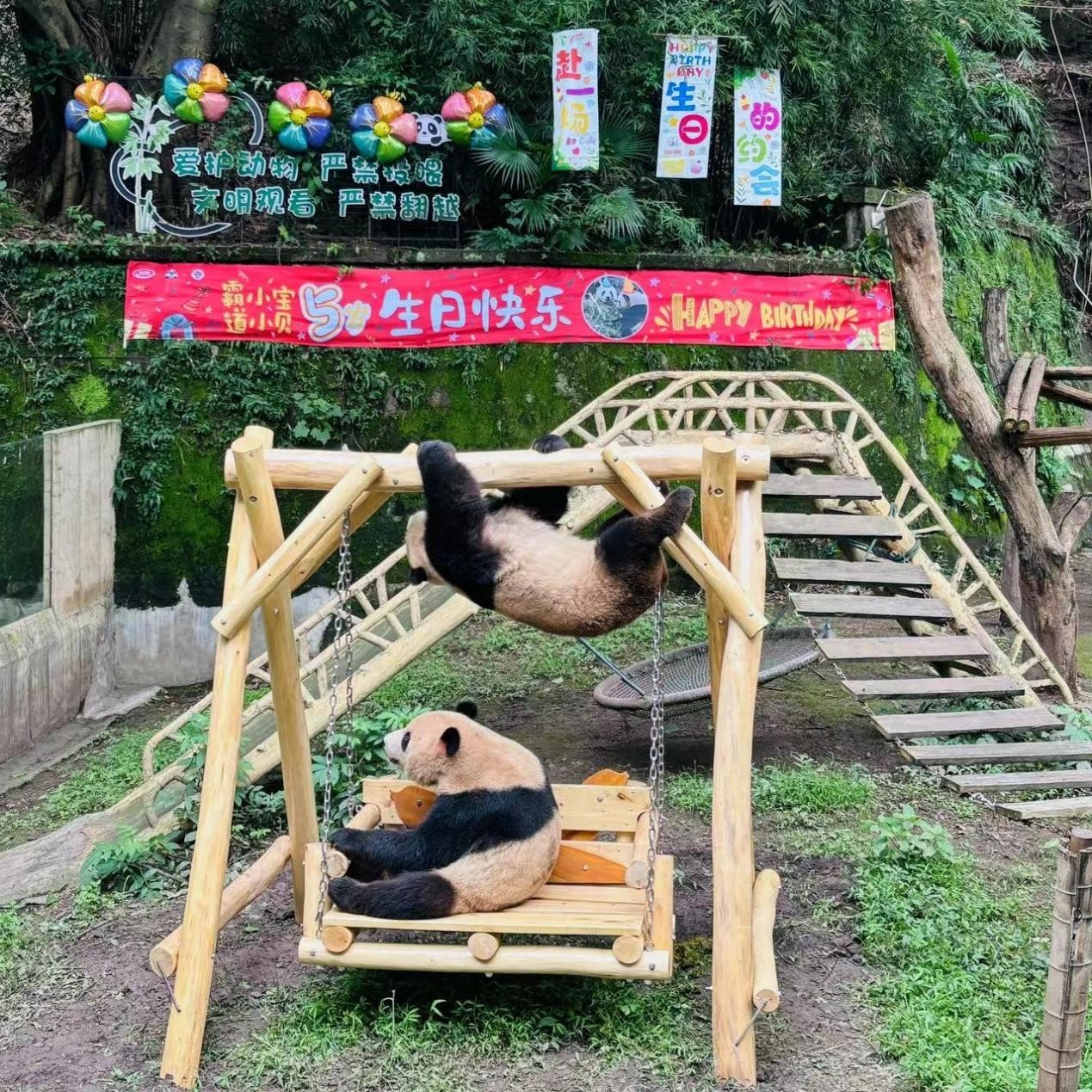 卫龙为终身认养熊猫兄弟庆生  积极推动大熊猫保护公益事业发展