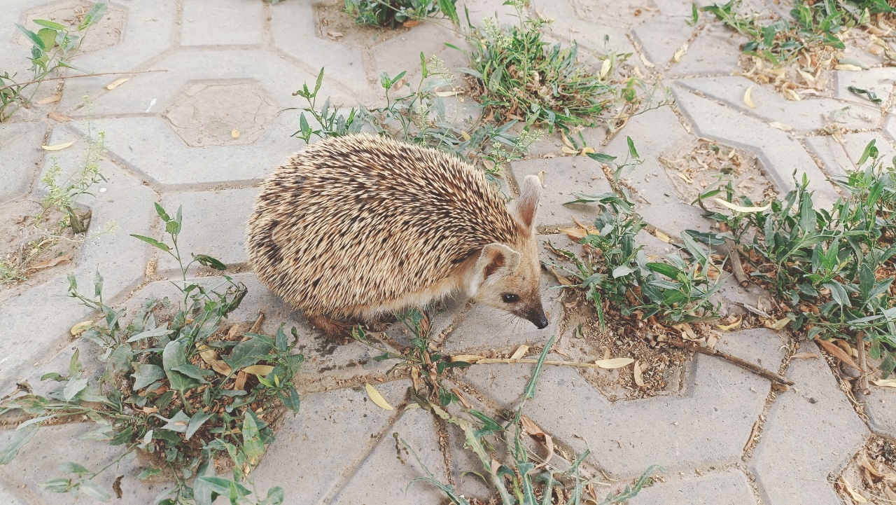 甘肃甘州公安成功救助三只野生动物
