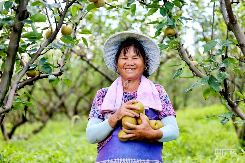 江西峡江:万亩翠冠梨喜丰收