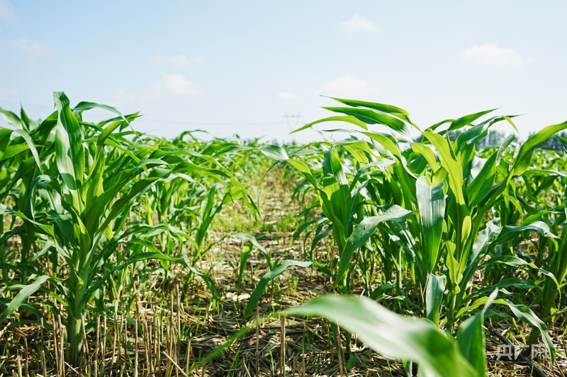 啥时候种玉米河南 f3d18361a0db3172043417980870204811.jpg?auth=4f528f9bb23ef9a55d101153091b9d33