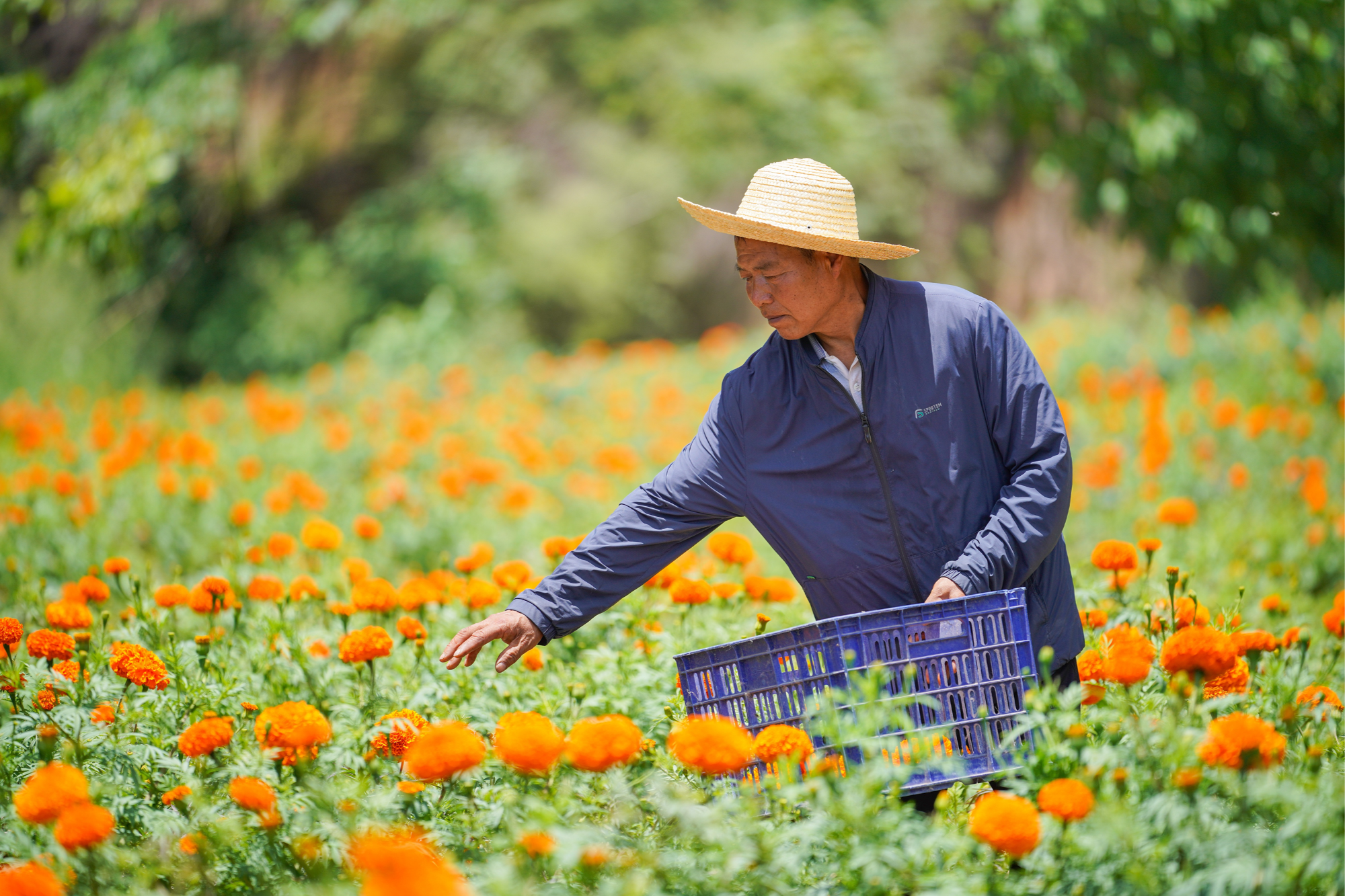 万寿菊绽放“致富花”