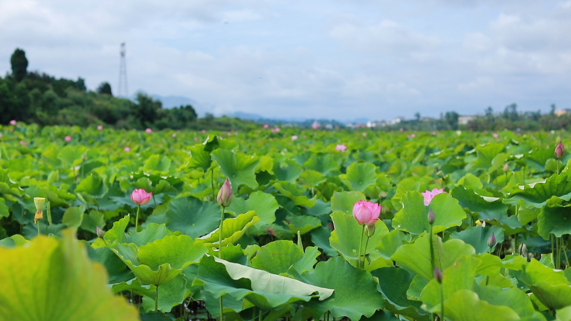 惠水：七月荷花别样美 芙蕖满池迎客来