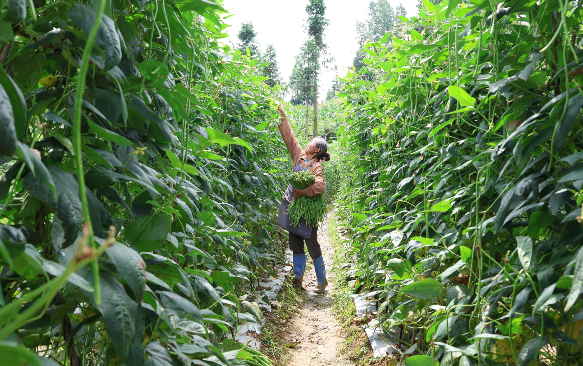 贵州独山:豇豆丰收采摘忙 村民致富笑开颜