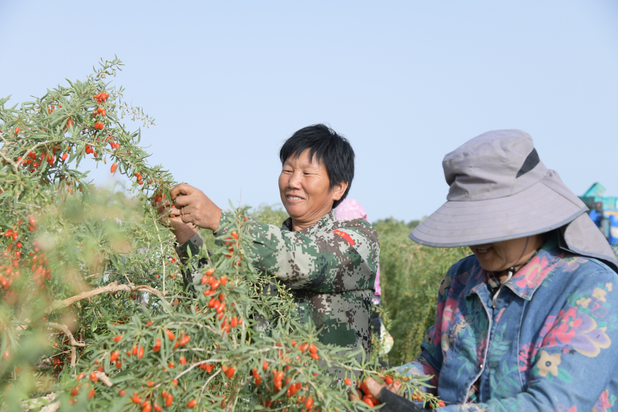 甘肃玉门：头茬枸杞迎来丰收采摘季_央广网