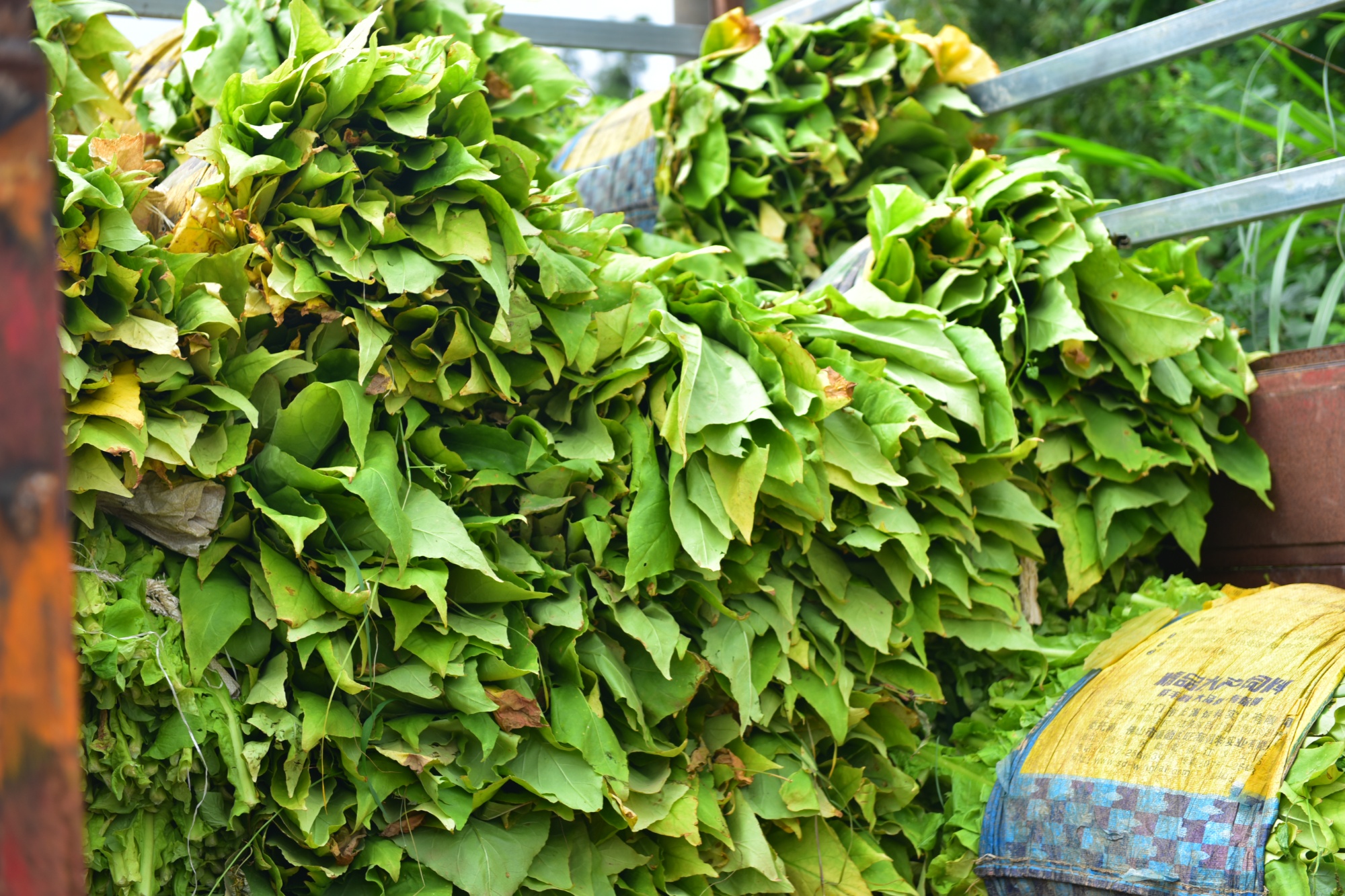 贵州黄平:"金叶"飘香富农家 烤烟促振兴