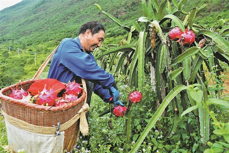 泸西县：火龙果上市