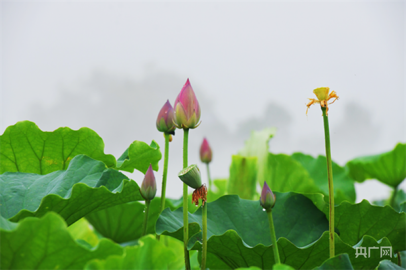 雨润心田，孕妇梦见下雨与水浇灌美丽花朵的深层寓意
