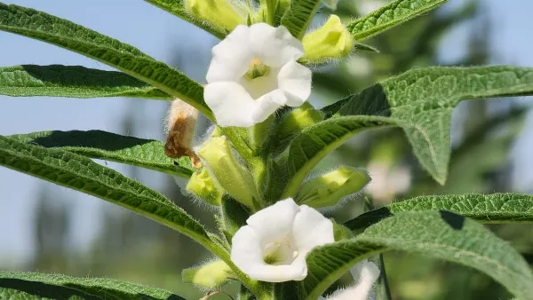 芝麻果盈枝 丰收在即