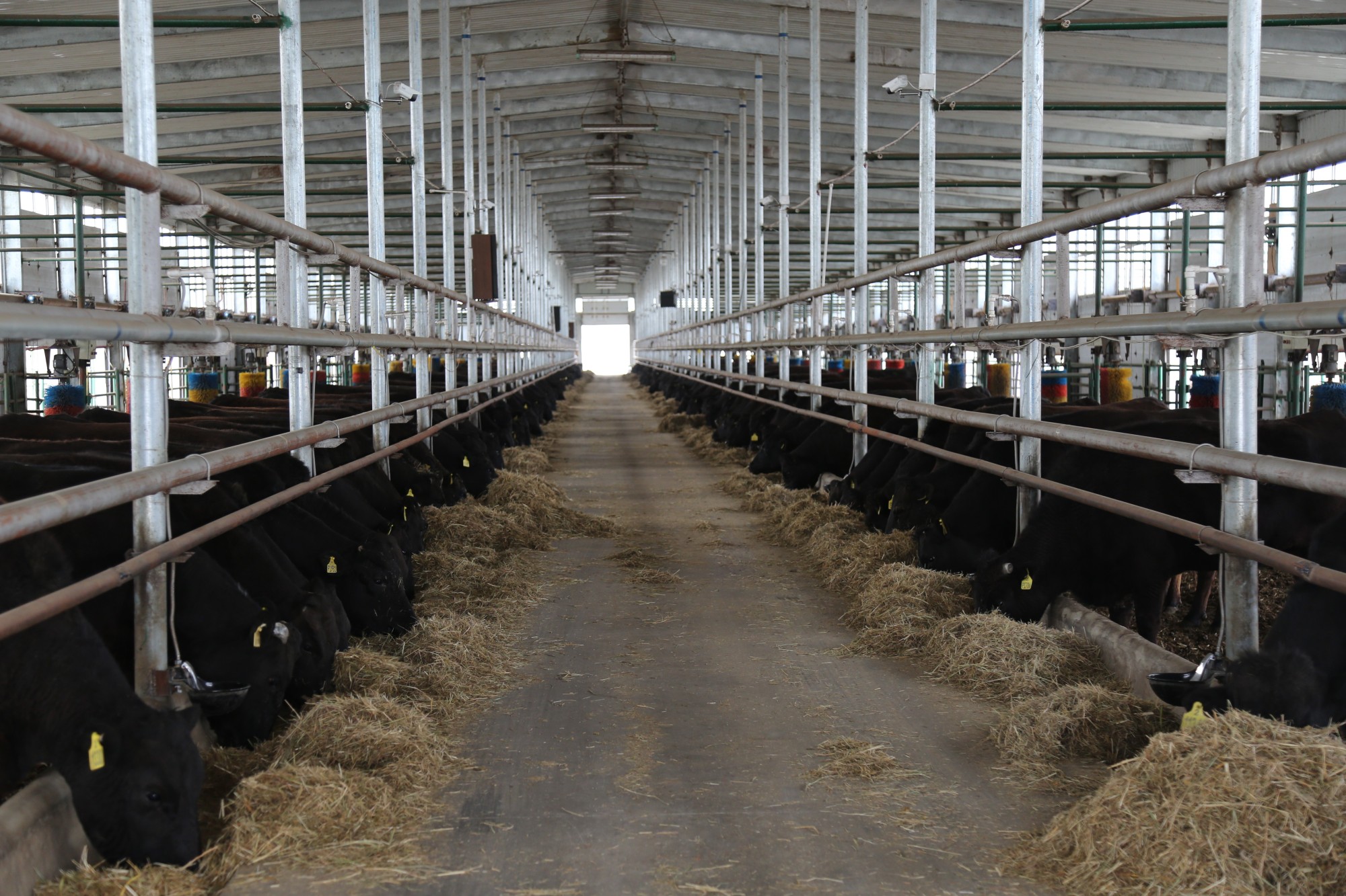 龙江县:"牛"经济带来"牛"日子