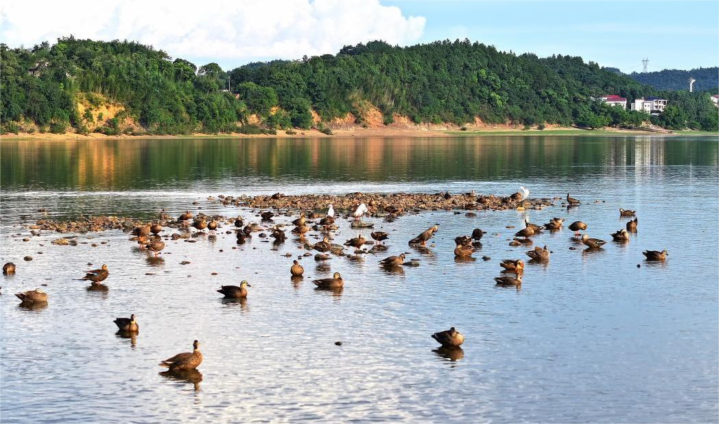 衡阳：萱洲国家湿地公园别样夏景