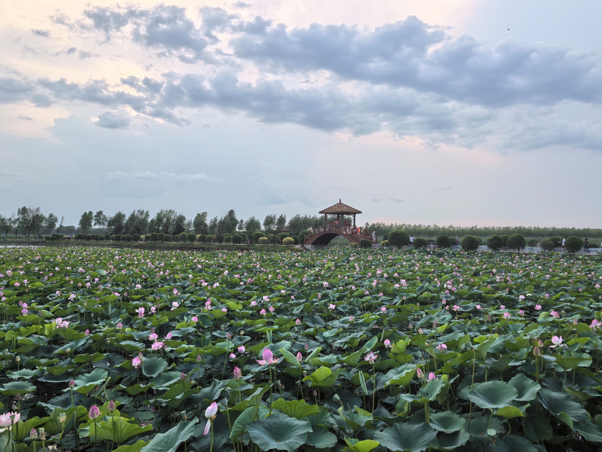 大庆市肇源县2024年莲花节盛装启幕