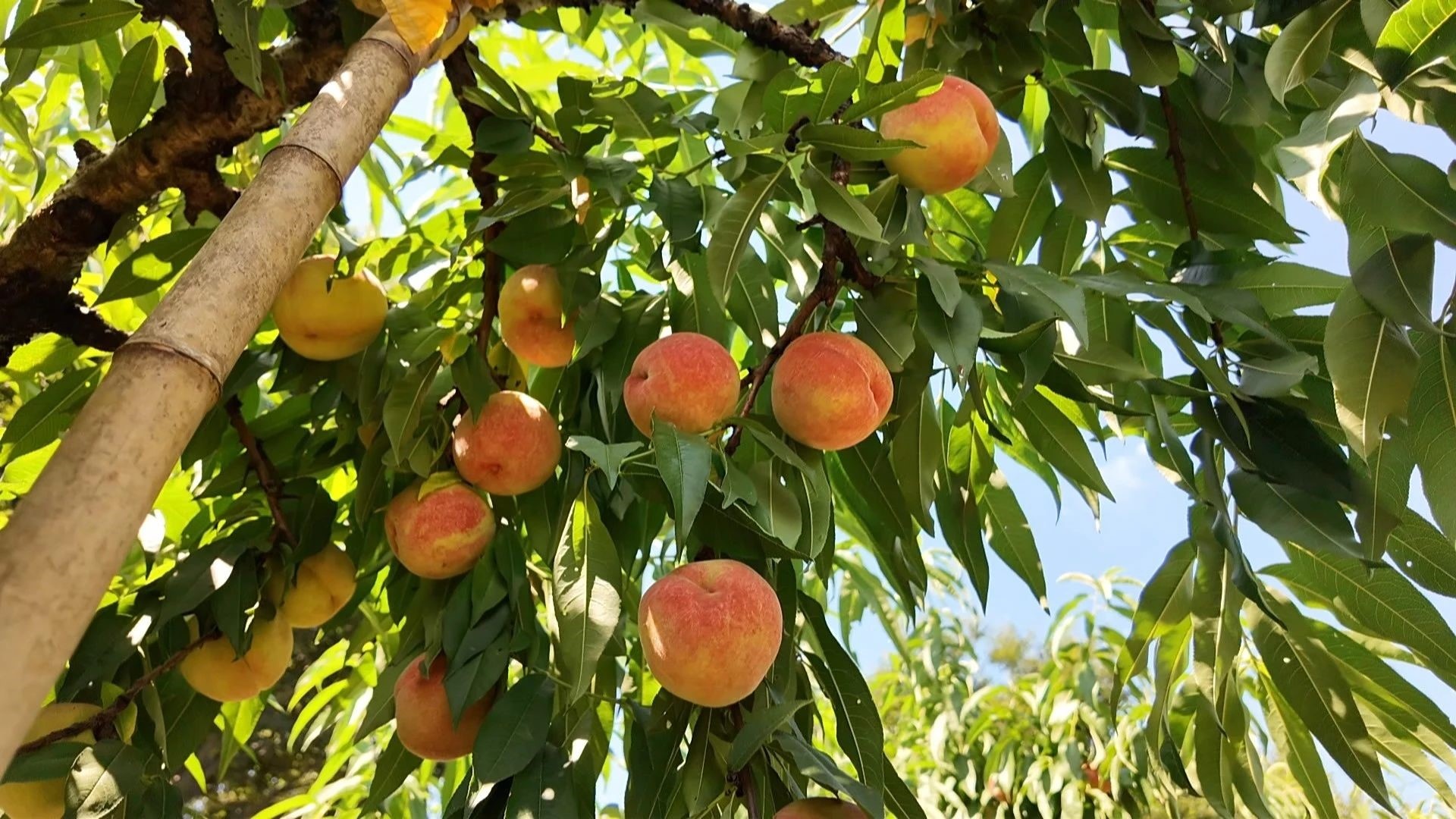 满果香果园的桃子成熟了(严扬摄)在涛城镇庆丰村的满香园果园,负责人