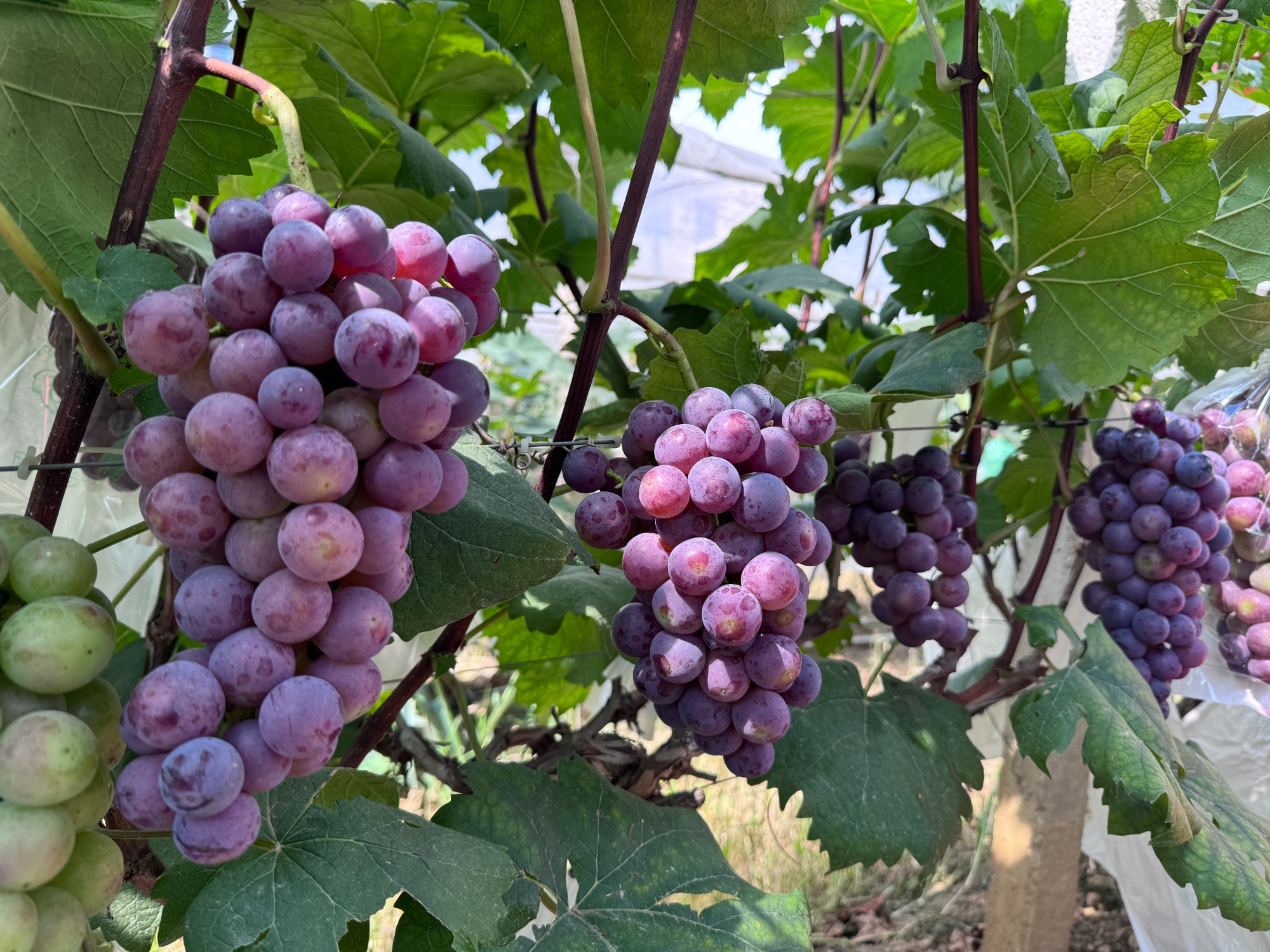 "葡"香四溢!贵州平塘卡罗村葡萄成熟上市