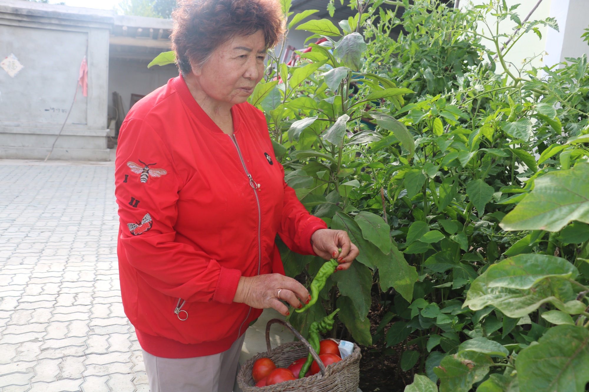 吉木萨尔：庭院经济助力乡村振兴