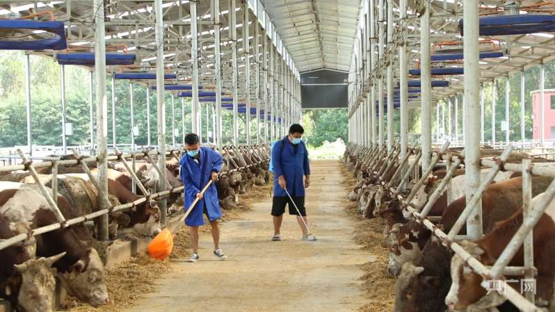 河南睢县：雨后畜禽养殖环境消毒灭源 减少次生灾害发生